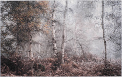 Nigel Northwood: Autumn meets winter - 19
