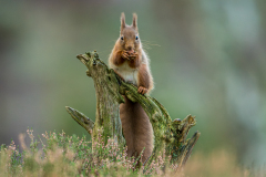 Andre-Neves_Red-Squirrel:20