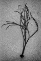 Anne Truman_Stranded Seaweed_Score: 20/20