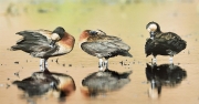 Barbara Stanley_Headless Ducks