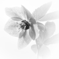 Cath Brooksbank_Lenten Rose
