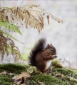 Jenny Collier_Breakfast on Brownsea