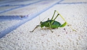 Pam Aynsley_Bush Cricket