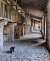 Anne Truman_Stalking Cat