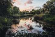 Ian Jeffries_Fowlmere Pond