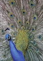 Jenny Collier_Peacock