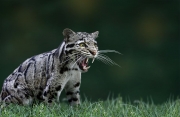 Peter North_Wild Cat
