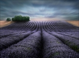 Peter North_Lavender Fields at Dawn