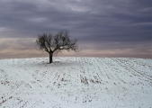 Peter North_Alone on the Hill_Score: 19/20
