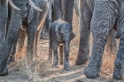 Dave Cole_Protecting the newborn, Kruger National Park