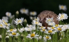 Peter North_Hiding in the Daisies