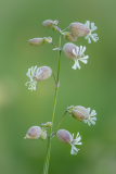 Andre Neves - Bladder-Campion
