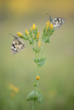 Andre Neves - Marbled-White-Pair-on-Yellow-Wort