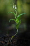Andre Neves -White-Helleborine
