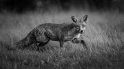 Andre Neves_Red fox