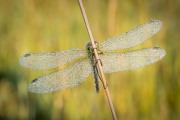 Andre Neves_Female Common Darter