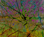 2nd-Theresa-Penfound_Tree-of-Light