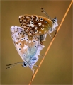 Chalkhill-Blues-Mating