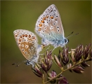 Common-Blues-Mating