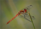 Common-Darter-Resting