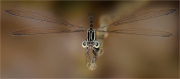 Dragonfly-Perching