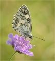 Marbled-White-on-Scabious