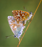 Chalkhill-Blues-Mating