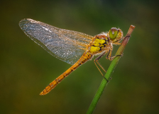 Common-Darter-Roosting