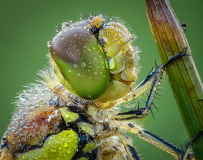Common-Darter-with-Dew-Drops