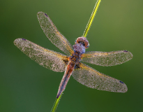 Four-Spotted-Chaser-with-dew