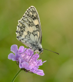Marbled-White-nectaring-on-Scabious