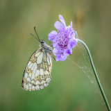 Marbled-White-roosting