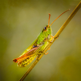 Meadow-Grasshopper