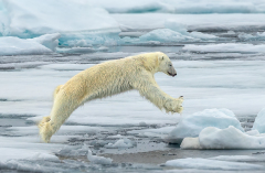 Polar-Bear-Leap