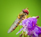Ian Tulloch_Marmalade Hoverfly