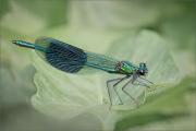 Jenny Collier_Blue-Banded-Demoiselle-Copy