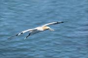 Jenny Collier_Gannet-Bearing-Gifts-Copy