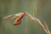Jenny Collier_Soldier-Beetles-Mating-Copy
