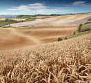 Peter North_Before the Harvest. Commended, Your View LPOTY 2022