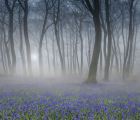 Peter North_Bluebell Wood. Commended, Your View LPOTY 2021