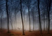 Peter North_Deer in Dawn Mist. Commended, Your View LPOTY 2020