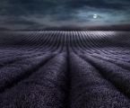 Peter North, Moonrise Over Lavender. Commended LPOTY 2018