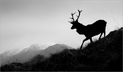 2nd Ian-Tulloch, Highland-Sentinel
