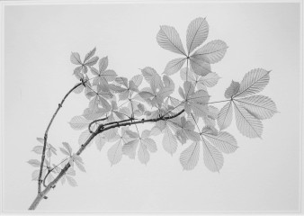 2nd Place: Andre Neves, Horse Chestnut Bonsai