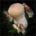 Ian Tulloch & Graham Martin_Common Puffball Ian Tulloch & Graham Martin_Common Puffball