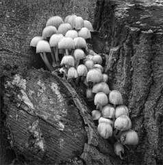Keith Taylor, Not Mushroom Here