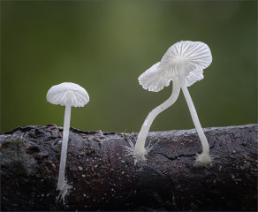 Keith Truman, Mycena Speirea