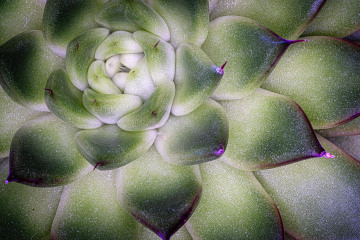 Keith Truman, Succulent