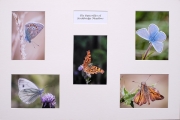 Gary Baker_Butterflies of Stockbridge Common