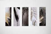 Jenny-Collier_Feathers